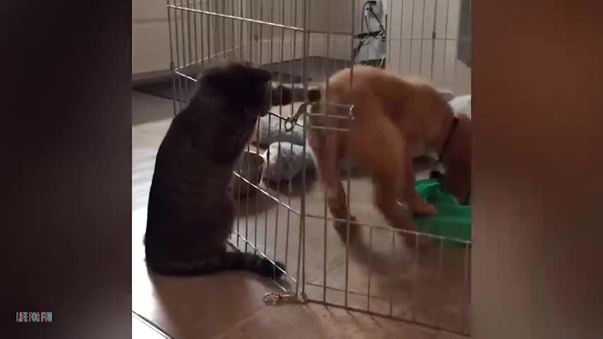 funny cats compilation