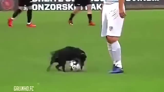 Animals in Football 😍