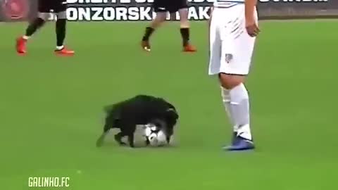 Animals in Football 😍