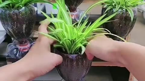 Very creative plants grow