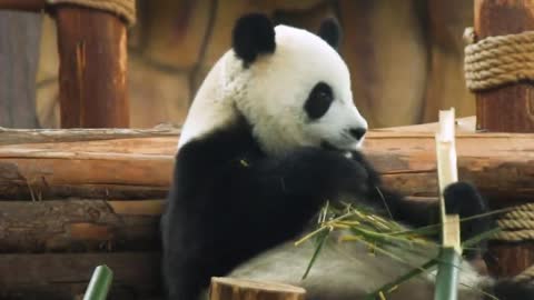 It has star giant pandas in its eyes