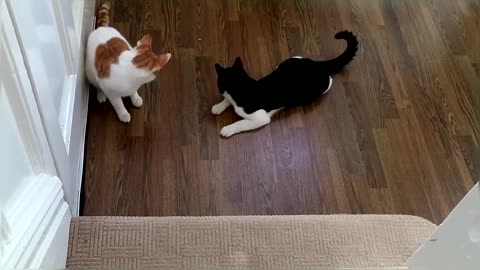 Cats vs Laser Pointe