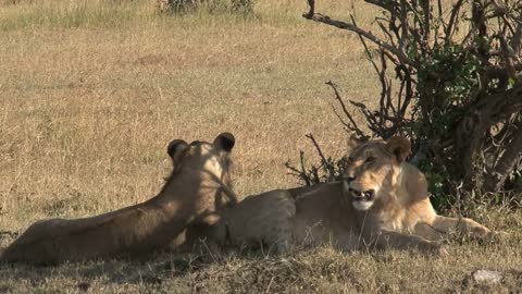 Pair of Lionesses resting under a tree