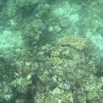 Snorkeling Over Nature’s Comeback, A Reef Revival