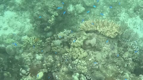 Snorkeling Over Nature’s Comeback, A Reef Revival