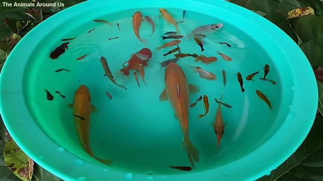 Carp Betta Goldfish Catfish Molly Guppy Swordtail Fish Perch Koi Cute animals Videos