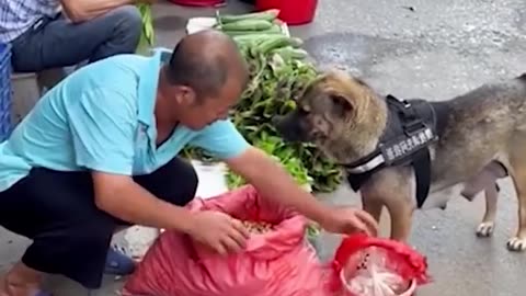 DOG GOES TO THE MARKET