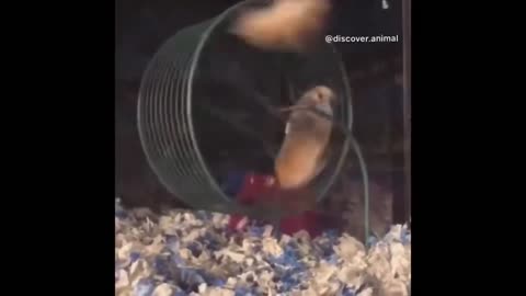 Best Funny Animal Videos of the year 2024, funniest animals ever relax with cute animals video