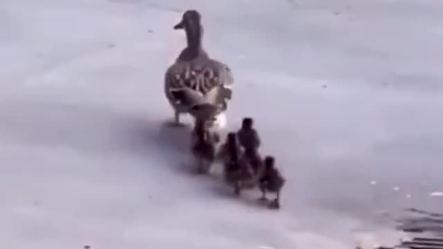 *YOU CAN TRY NOT TO LAUGH..IT WONT WORK*