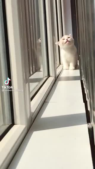 BABY KITTEN ARE ENJOYING SUNLIGHT