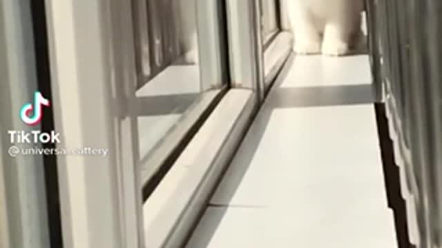 BABY KITTEN ARE ENJOYING SUNLIGHT