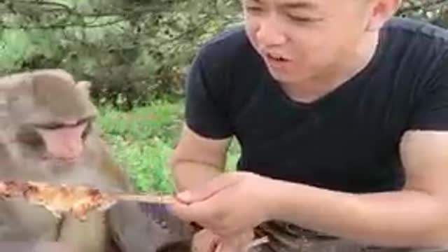 Funny monkey 5