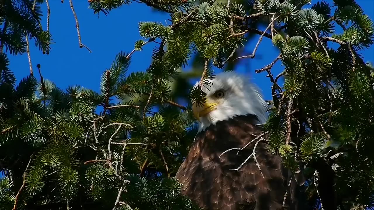 Animal + nature = wildlife.