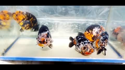 The most beautiful Calico Ranchu goldfish collection-19