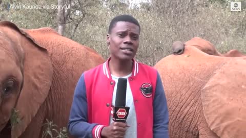 Baby elephant interrupts reporter's piece to camera