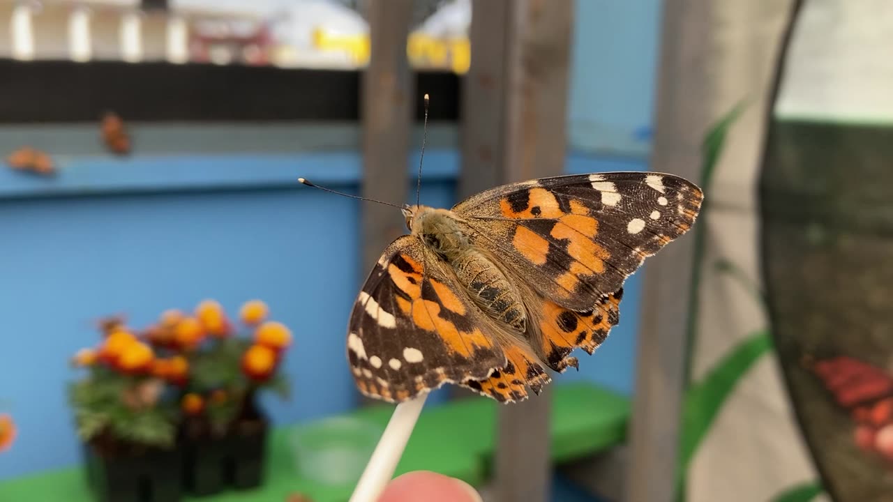 Butterfly Upclose