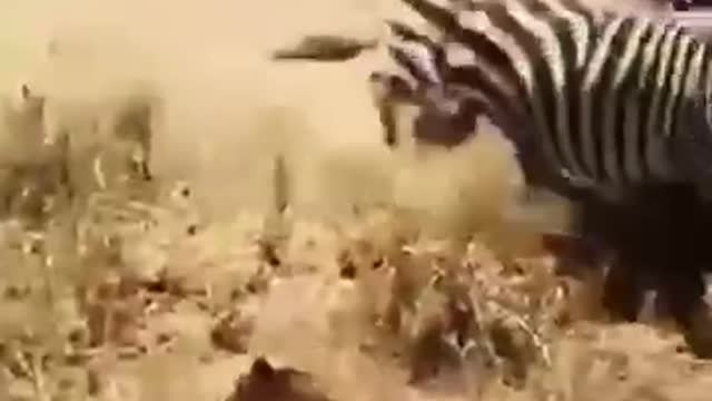 Lions meet zebras.