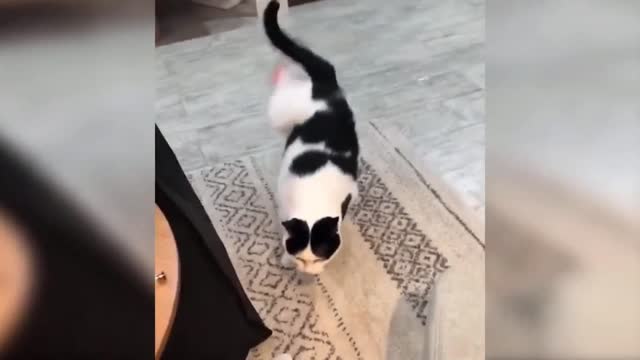 Cat dancing to the music beat 🤣🤣🤣