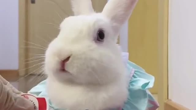 Do you like such a funny rabbit?