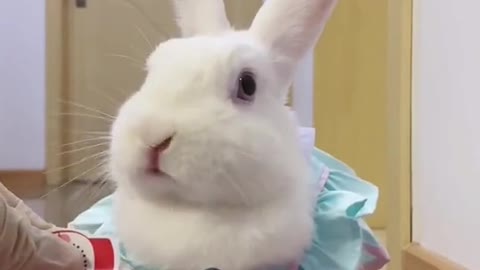 Do you like such a funny rabbit?