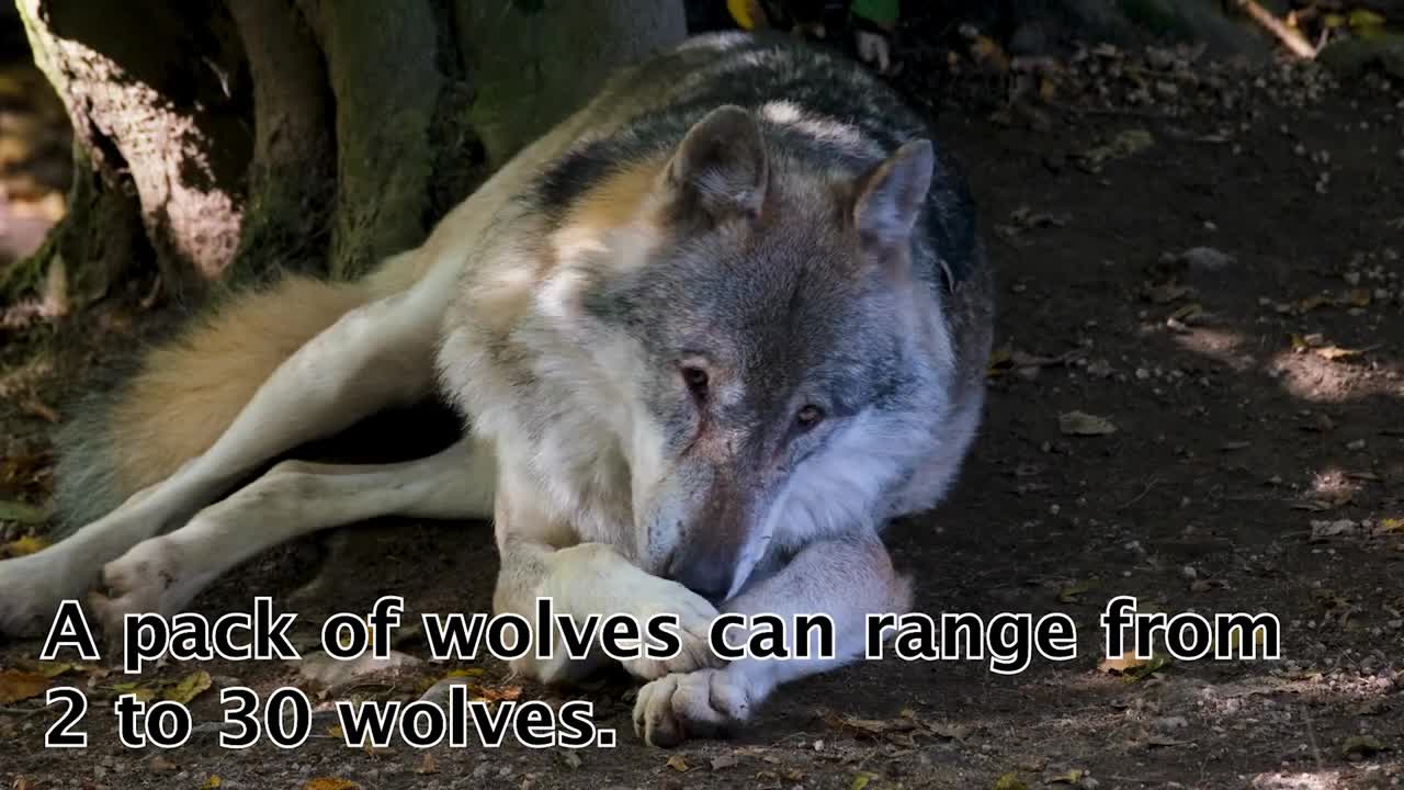 5 amazing facts about wolves | 5 Facts