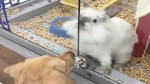 Amazing Kitty cat video