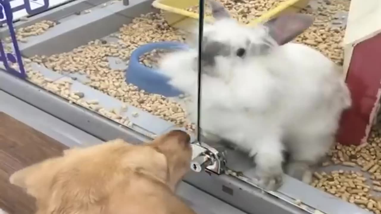Amazing Kitty cat video