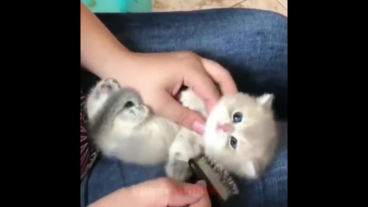 So many cute kittens videos compilation