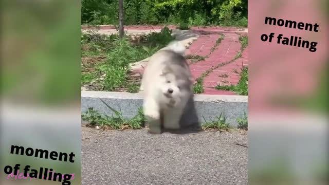 The moment the Alaskan Malamute fell