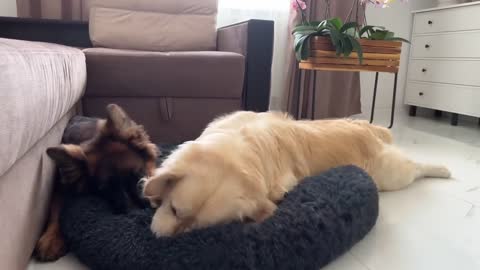 Golden Retriever Hates it when a German Shepherd tries to steal his bed!