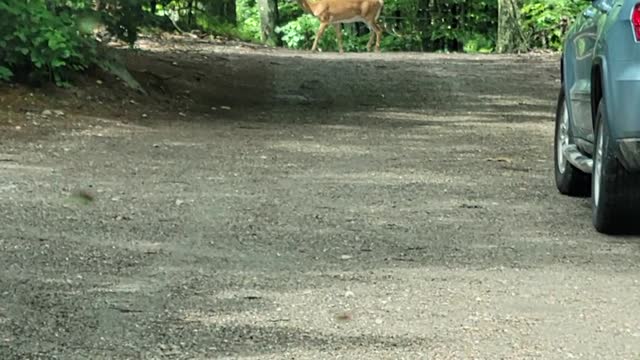 A mother deer and her two babies