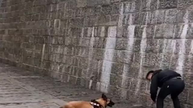 Animals never fail to make us laugh Super funny animal compilation, 🐶Confuse Behavior