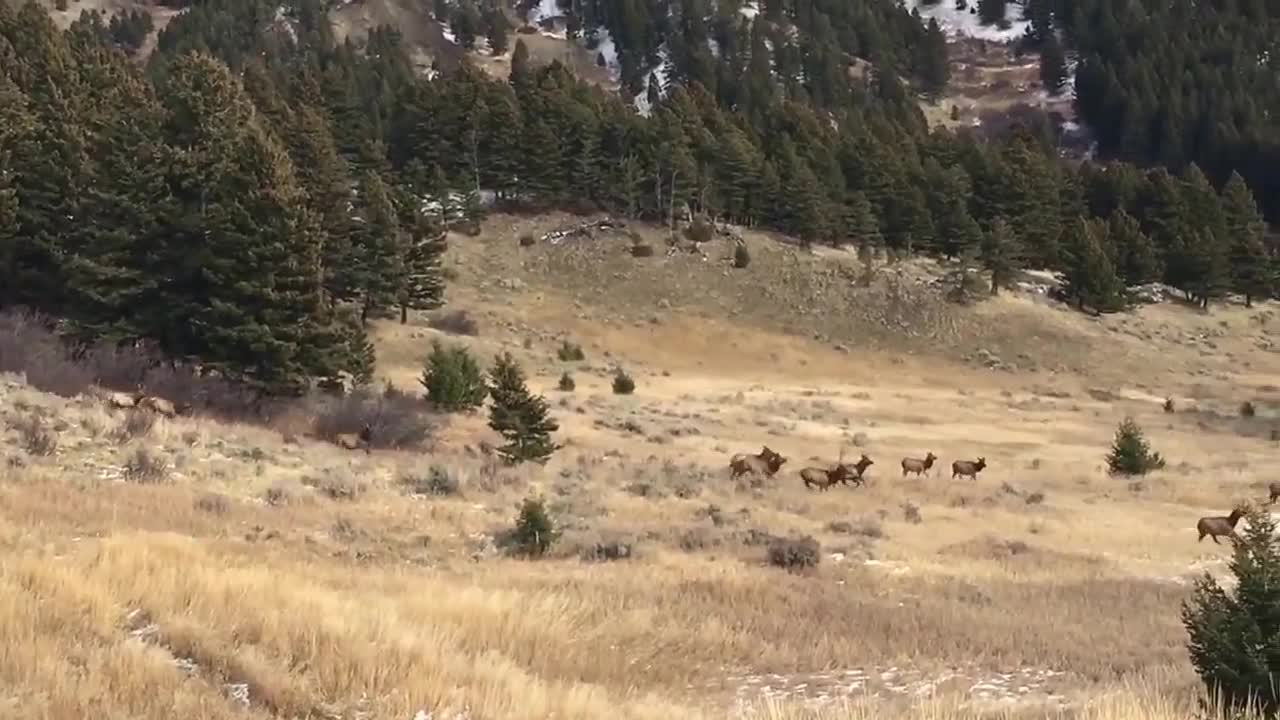 Amazing Montana Elk herd