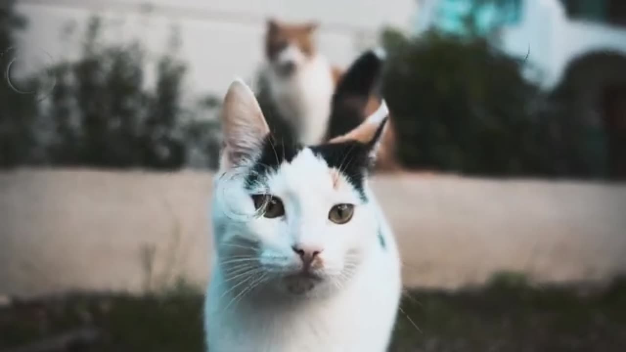 Cute Cat