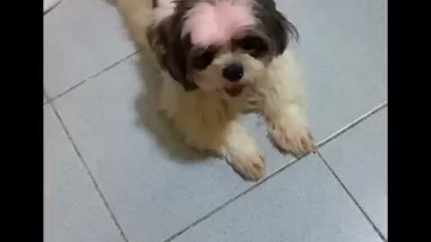 Dog training tricks