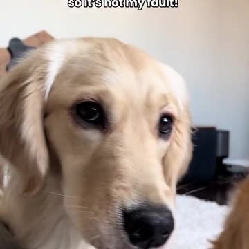 Who would abandon their croissant like that? 🥐🥺