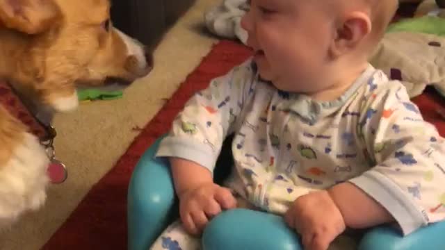 Hyper corgis send twins into giggle fit