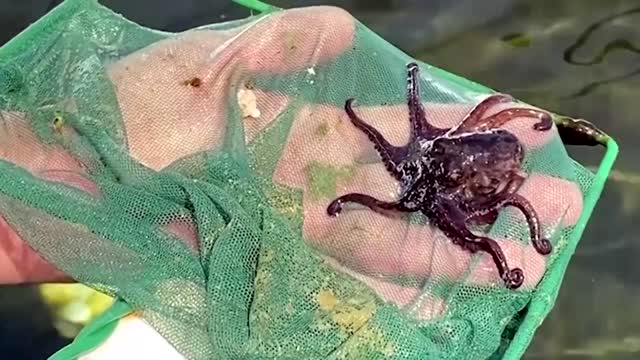 Mexican octopus farm utilizes fish waste for food