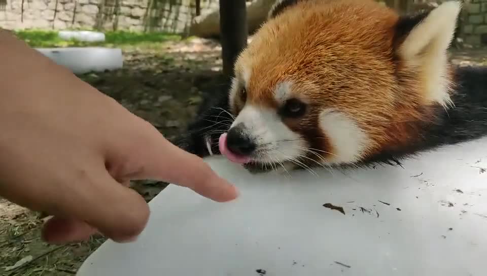 red panda