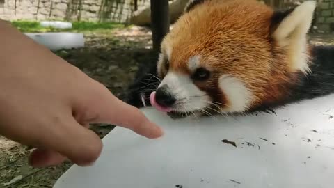 red panda