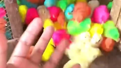 Amazing Colourful Chicks
