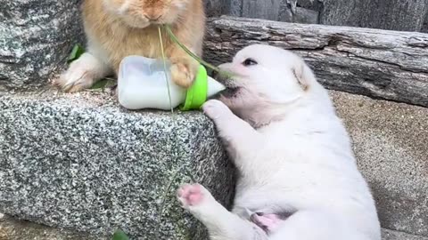 The little bunny feeds milk to the dog