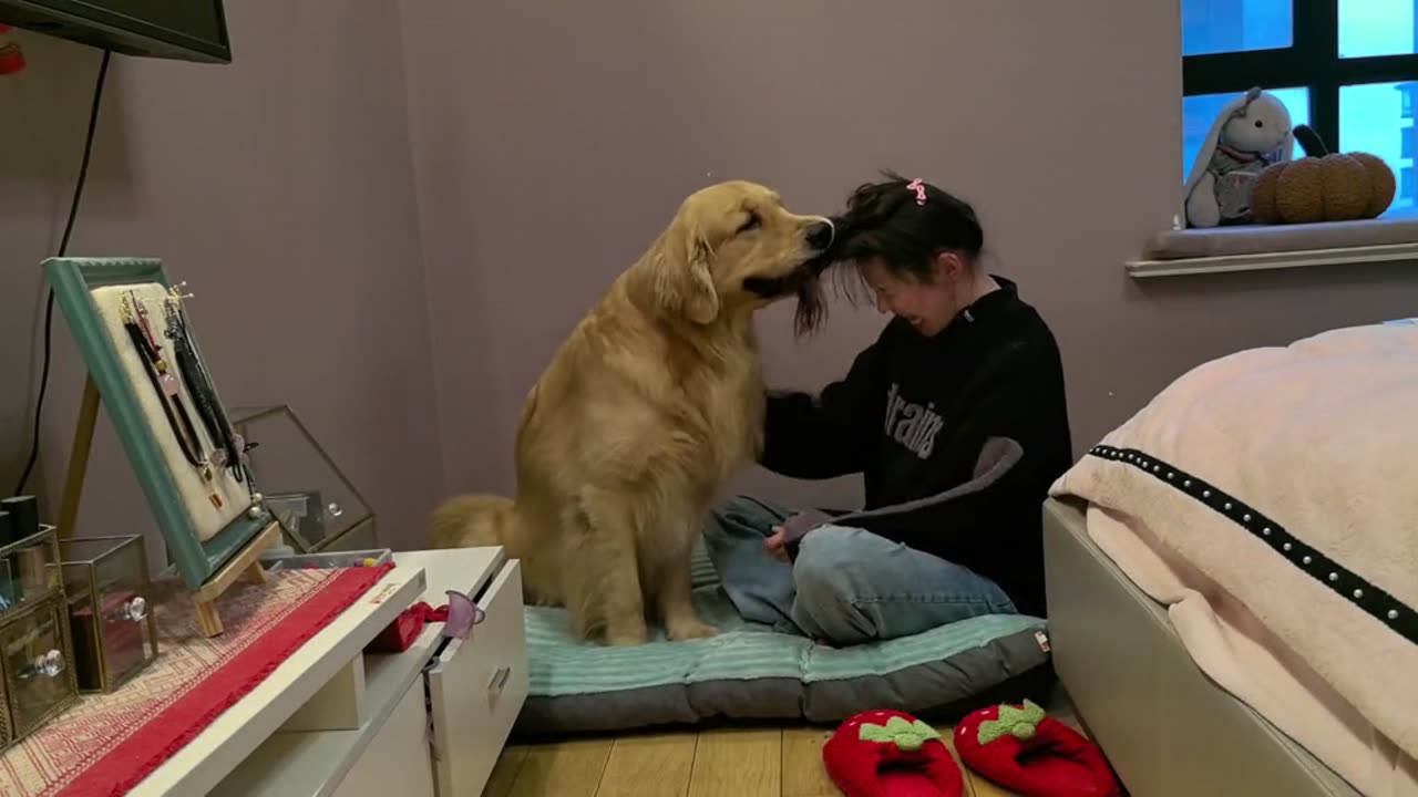 You think I'm not in the mood? It really doesn't think of itself as a dog