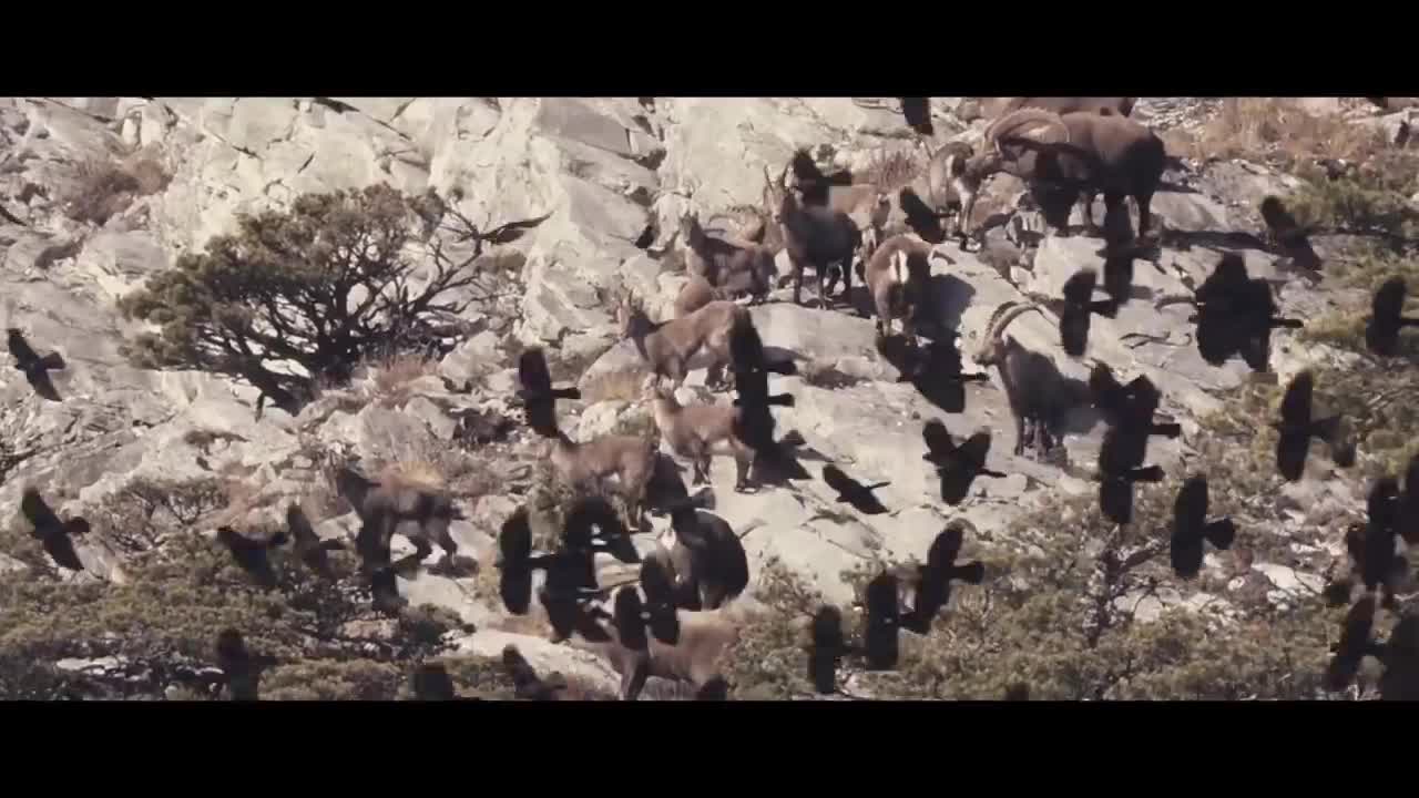 MOUNTAIN GOATS - These Creatures Don’t Care About The Laws Of Physics Despite Their Hooves5