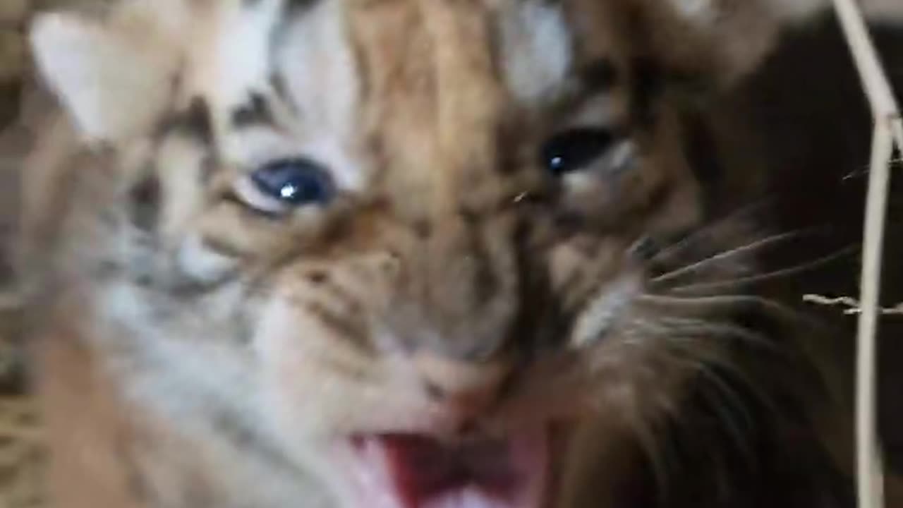 Aggressive 20 Days Old Taby and Tiger Cubs