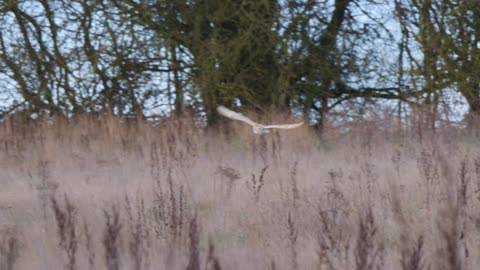 Flight of the Barn Owl