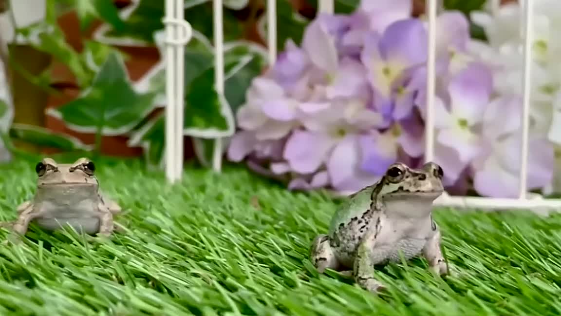 Can Japanese tree frogs get used to people