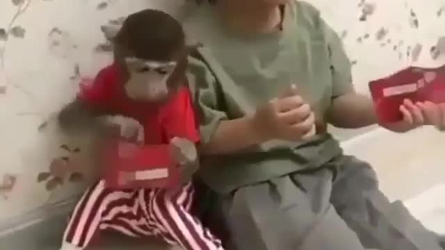 Girls and monkeys eat candy together