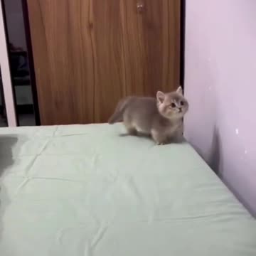 Funny cat video
