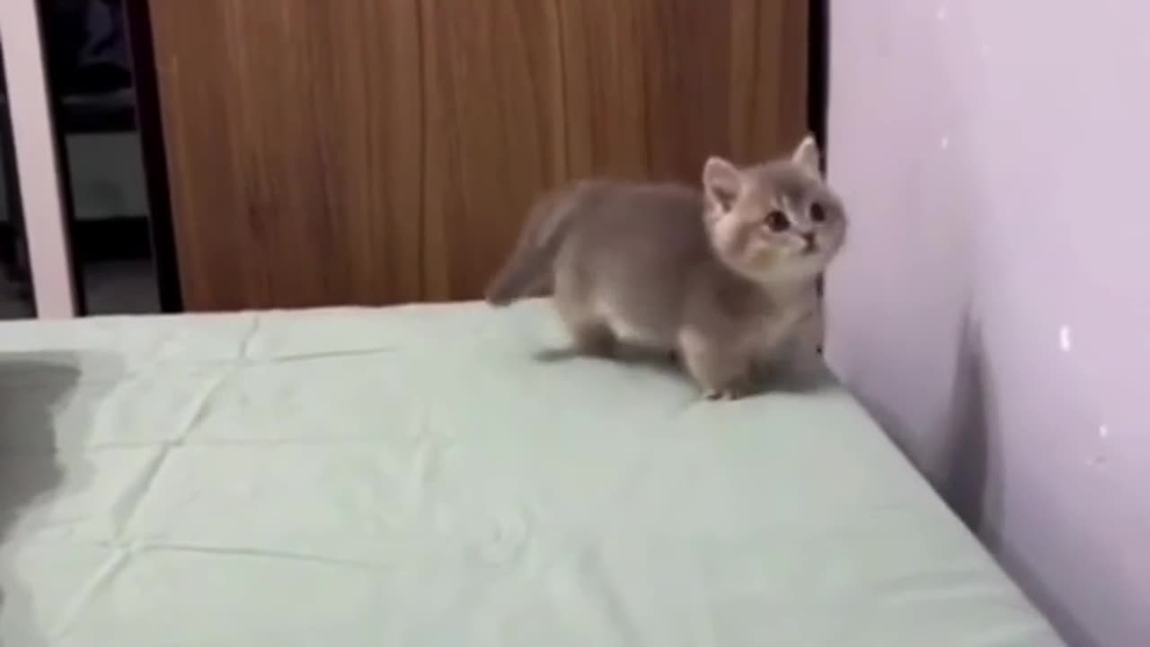 Funny cat video